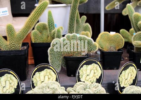 Hildewintera aureispina cristata cactus or known as Crested Golden Rat Tail Stock Photo