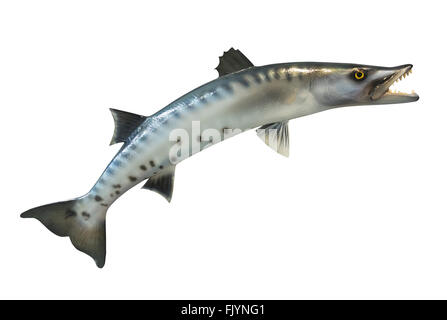 Great barracuda on white, isolated Stock Photo