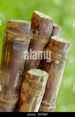 Sugar canes. Sacharum officinarum. Stock Photo