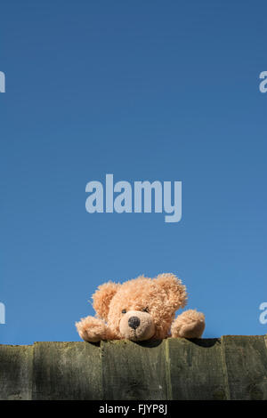 Teddy bear peeping over a fence against a clear blue sky. Stock Photo