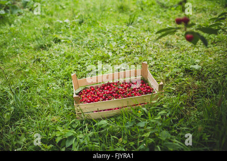 Crate of sour cherries Stock Photo