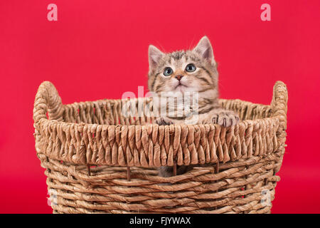 Tiger Stripped Kitten in Basket with Red Background Stock Photo