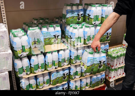 Milk in plastic bottles printed with cows. Stock Photo