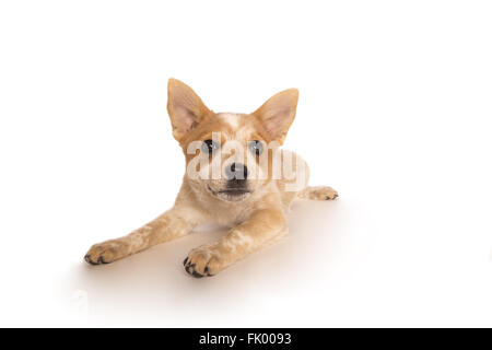 Playful Australian cattle dog pup lying down isolated on white backgroun Stock Photo