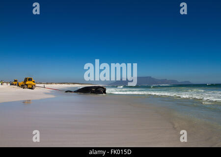 Two bulldozers battle to remove a dead whale that washed up on a Cape Town beach after it was hit by a container ship. Stock Photo