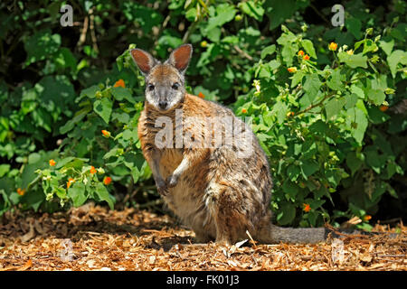 Tammar Wallaby, Dama-Wallaby, adult alert, South Australia, Australia / (Macropus eugenii) Stock Photo
