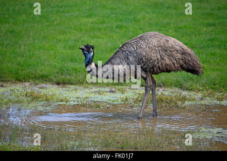 Emu,adult at water, South Australia, Australia / (Dromaius novaehollandiae) Stock Photo