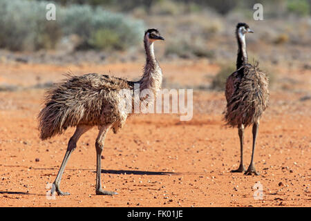 Emu, adult couple, Sturt Nationalpark, New South Wales, Australia / (Dromaius novaehollandiae) Stock Photo