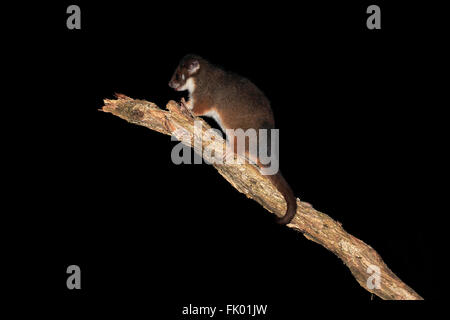 Common Ringtail Possum, adult on branch at night, Wilson Promontory Nationalpark, Victoria, Australia / (Pseudocheirus peregrinus viverrinus) Stock Photo