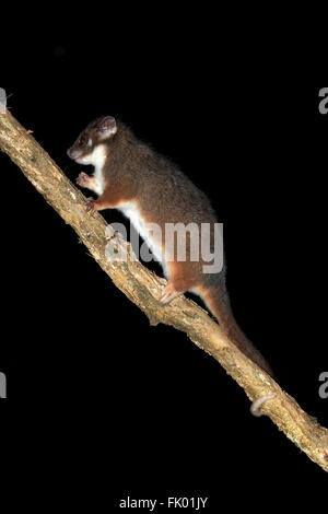 Common Ringtail Possum, adult on branch at night, Wilson Promontory Nationalpark, Victoria, Australia / (Pseudocheirus peregrinus viverrinus) Stock Photo