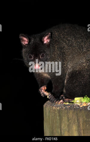 The mountain brushtail possum, or southern bobuck (Trichosurus ...