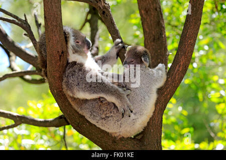 Koala, female with young, Victoria, Australia / (Phascolarctos cinereus) Stock Photo