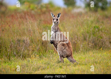 Eastern Grey Kangaroo, adult alert, Wilson Promontory Nationalpark, Victoria, Australia / (Macropus giganteus) Stock Photo