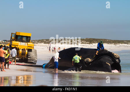 Two bulldozers battle to remove a dead whale that washed up on a Cape Town beach after it was hit by a container ship. Stock Photo