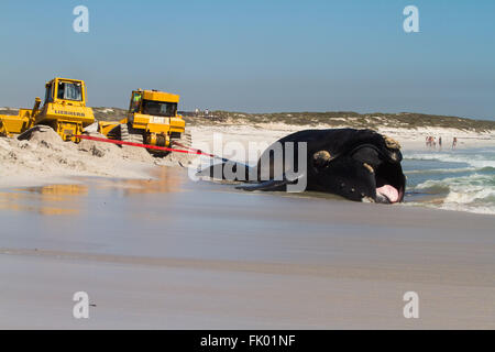 Two bulldozers battle to remove a dead whale that washed up on a Cape Town beach after it was hit by a container ship. Stock Photo