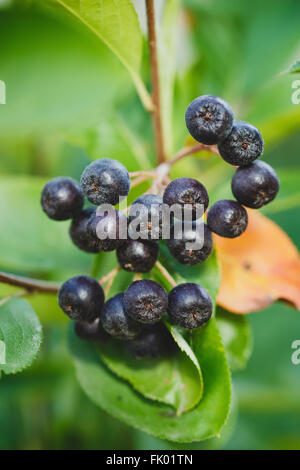 Black Chokeberry (Aronia melanocarpa)  in autumn garden growing. Stock Photo