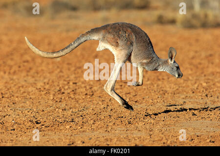 Red Kangaroo, adult jumping, Sturt Nationalpark, New South Wales, Australia / (Macropus rufus) Stock Photo