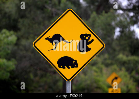 Traffic sign, Protection for Koala, Wombat, Kangaroo, Victoria, Australia Stock Photo