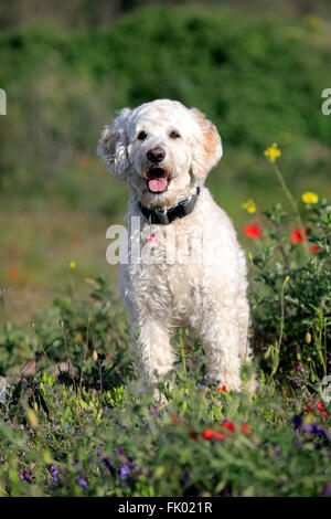 Labradoodle, male / (Labrador x standard poodle cross) Stock Photo