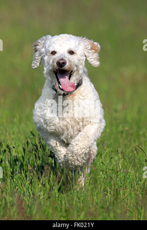 Labradoodle, male / (Labrador x standard poodle cross) Stock Photo