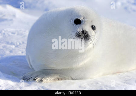 Harp Seal, pup, pack ice, Magdalen Islands, Gulf of St. Lawrence, Quebec, Canada, North America / (Pagophilus groenlandicus) / whitecoat Stock Photo