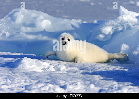 Harp Seal, pup, pack ice, Magdalen Islands, Gulf of St. Lawrence, Quebec, Canada, North America / (Pagophilus groenlandicus) / whitecoat Stock Photo