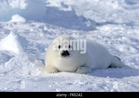 Harp Seal, pup, pack ice, Magdalen Islands, Gulf of St. Lawrence, Quebec, Canada, North America / (Pagophilus groenlandicus) / whitecoat Stock Photo