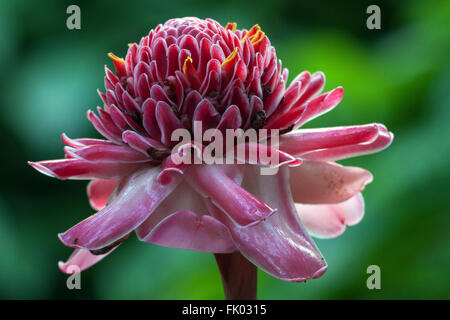 Torch Ginger (Etlingera elatior), blossom, Reunion Stock Photo