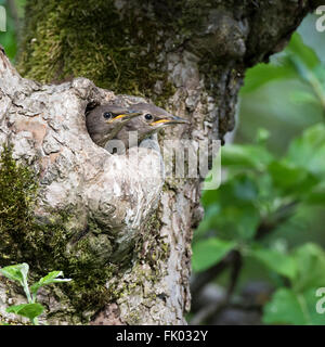 Starling (Sturnus vulgaris), young birds peeking out of the breeding burrow, Tree hollow, just before leaving the nest Stock Photo