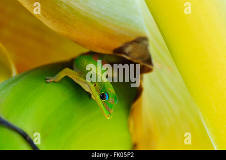 Phelsuma laticauda: A Gold Dust Day Gecko on a banana tree Stock Photo