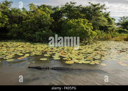 Yellow Water wetlands' saltwater crocodile (Crocodylus porosus), also known as saltie, estuarine or Indo-Pacific crocodile. It i Stock Photo