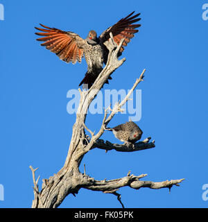 A subadult male Northern flicker (Colaptes auratus) cowers on a snag as an adult male, presumably the father, swoops in and land Stock Photo