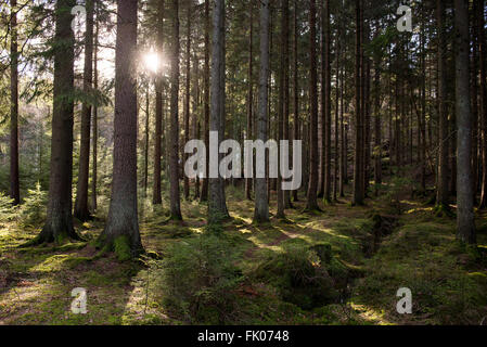 The sun peeks through the trees in Gothenburg's Delsjön area.  © 2016 Amber Wilkie Photography | www.amberwilkie.com Stock Photo