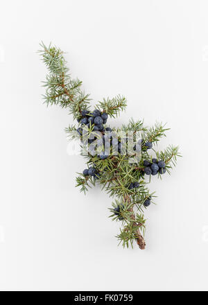Juniper branch with berries, on white background Stock Photo