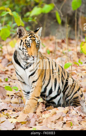 Bandhavgarh, Madhya Pradesh, India. Royal Bengal tiger (Panthera tigris tigris) sitting in habitat