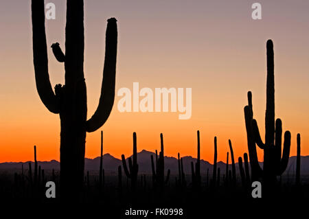 Saguaro cacti (Carnegiea gigantea / Cereus giganteus) silhouetted against orange sunset, Saguaro National Park, Arizona, USA Stock Photo