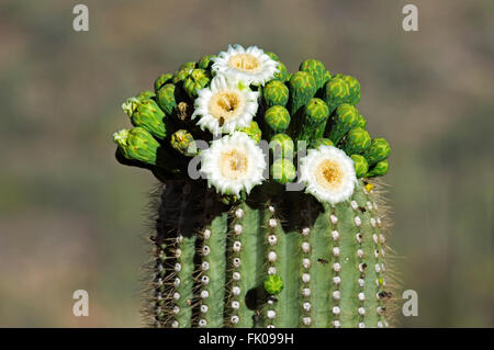 Saguaro cactus (Carnegiea gigantea / Cereus giganteus) blooming, showing buds and bees pollinating white flowers, Arizona, USA Stock Photo