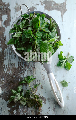 Stinging nettles in a colander Stock Photo