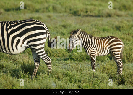 Common zebra mother and foal, Ngorongoro Conservation Area (Ndutu), Tanzania Stock Photo