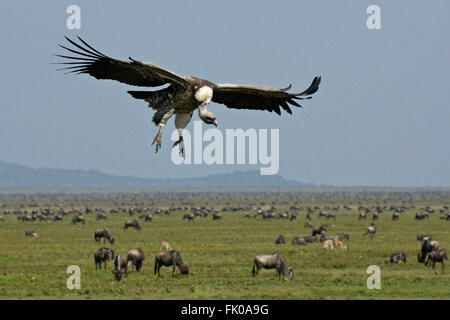 White-backed vulture coming in for a landing at a kill, Ngorongoro Conservation Area (Ndutu), Tanzania Stock Photo