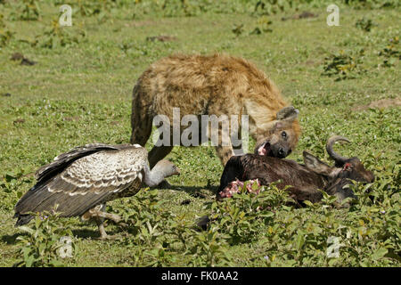 Pregnant spotted hyena and Ruppell's griffon vulture at wildebeest kill, Ngorongoro Conservation Area (Ndutu), Tanzania Stock Photo
