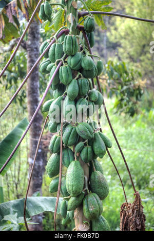 cocoa tree in Kerala, India Stock Photo