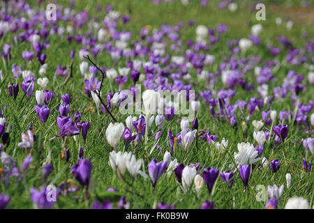Nymans Garden near Crawley, West Sussex, UK. 4th March 2016. It was a sunny spring day in South East England and at Nymans Garden in Sussex the crocuses are in full bloom. Credit:  Julia Gavin UK/Alamy Live News Stock Photo