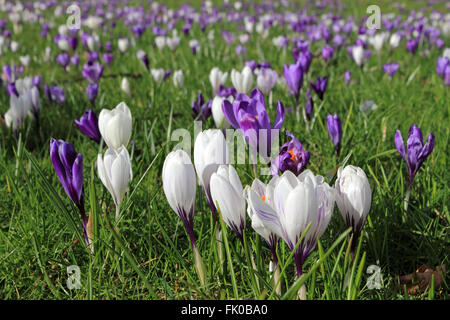 Nymans Garden near Crawley, West Sussex, UK. 4th March 2016. It was a sunny spring day in South East England and at Nymans Garden in Sussex the crocuses are in full bloom. Credit:  Julia Gavin UK/Alamy Live News Stock Photo
