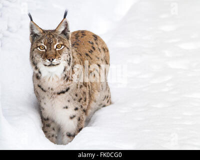 Eurasian lynx (Lynx lynx) European lynx walking in the snow Stock Photo
