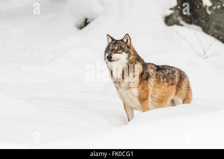Frightened and wounded European grey wolf (Canis lupus lupus)in the snow, in Germany national park, bavarian forest in Europe