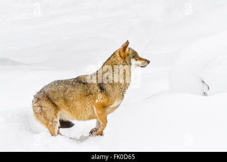 Frightened and wounded European grey wolf (Canis lupus lupus)in the snow, in Germany national park, bavarian forest in Europe
