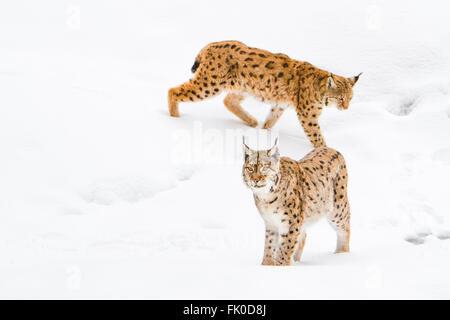 Eurasian lynx (Lynx lynx), two lynxs walking in the snow, Bavarian forest , Bavaria, Germany Stock Photo