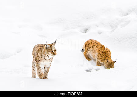 Eurasian lynx (Lynx lynx), two lynxs walking in snow Bavarian forest , Bavaria, Germany Stock Photo