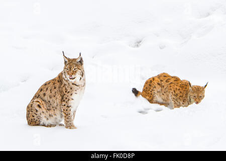 Eurasian lynx (Lynx lynx), two lynxs standing in snow, Bavarian forest , Bavaria, Germany Stock Photo